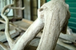 edgen_wood_drift edgen_wood_drift